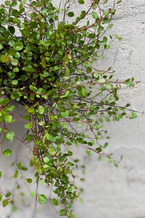 Muehlenbeckia axillaris 4.5" decorative flowerpot  