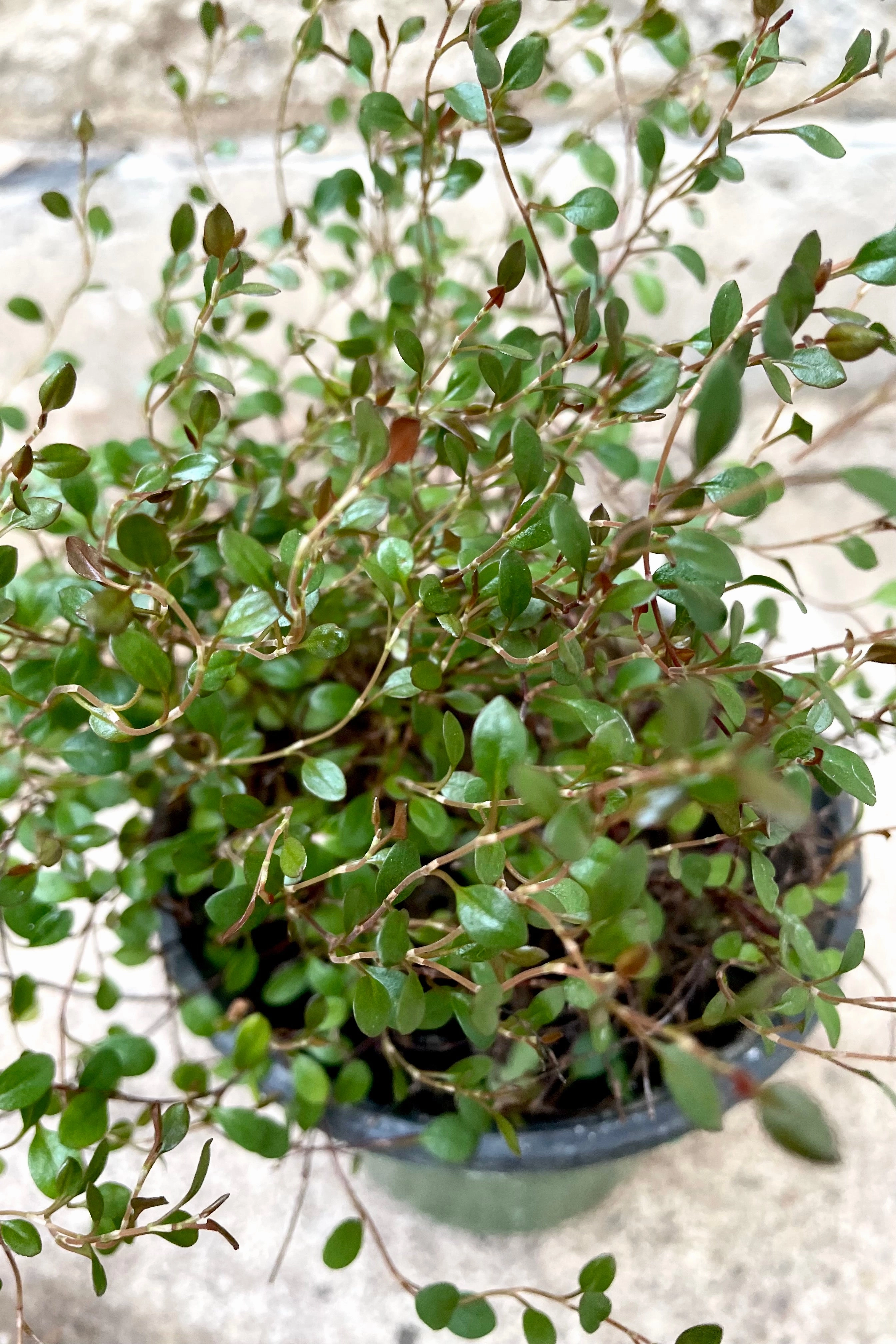 Muehlenbeckia axillaris 'Nana' 4" medium flower pot  