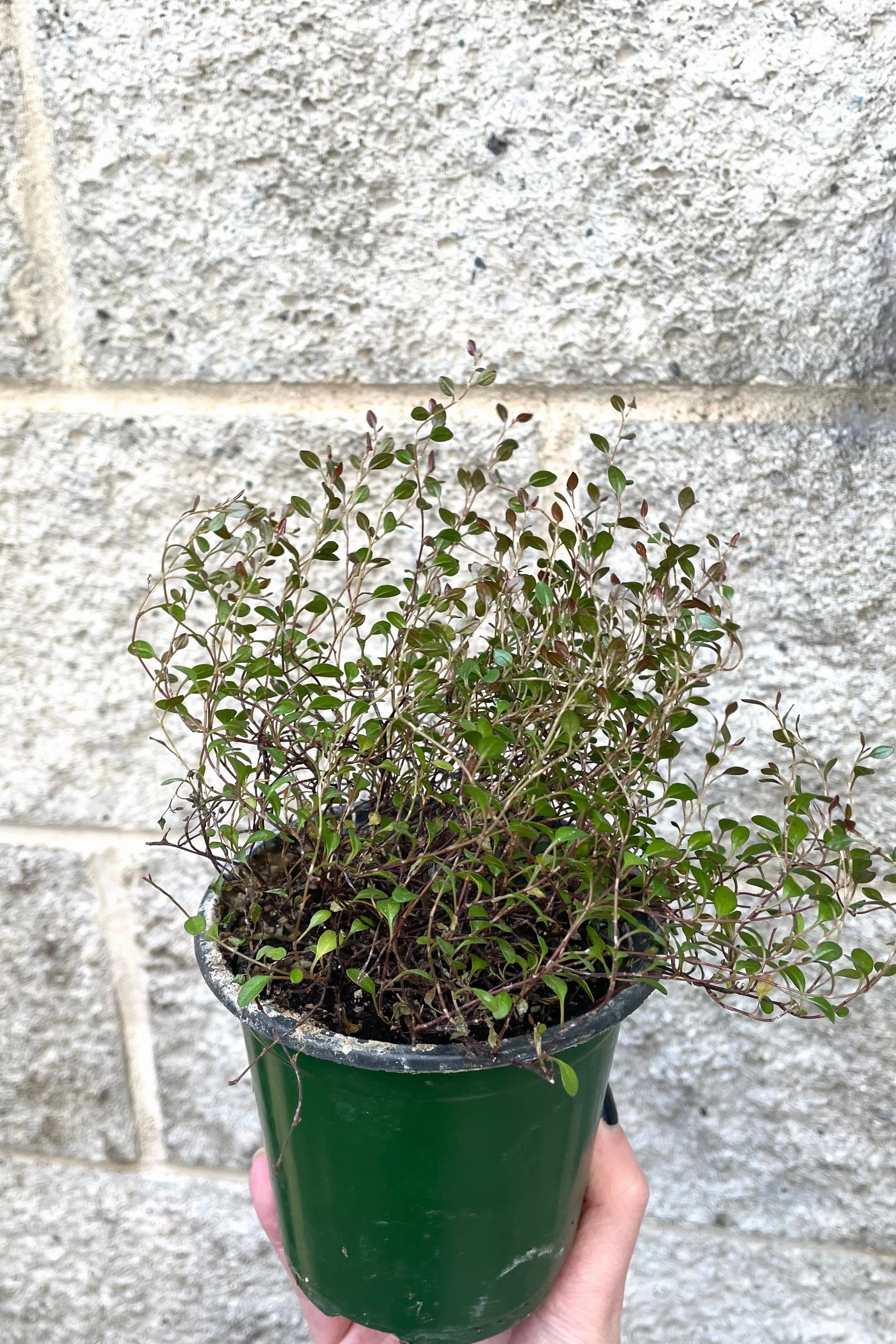 Muehlenbeckia axillaris 'Nana' 4"