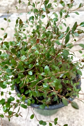 Muehlenbeckia axillaris 'Nana' 4" medium flower pot  