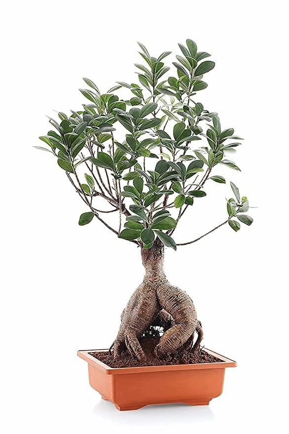 Multicolour 9 inch Garden Plastic Bonsai Tray (3 Piece)