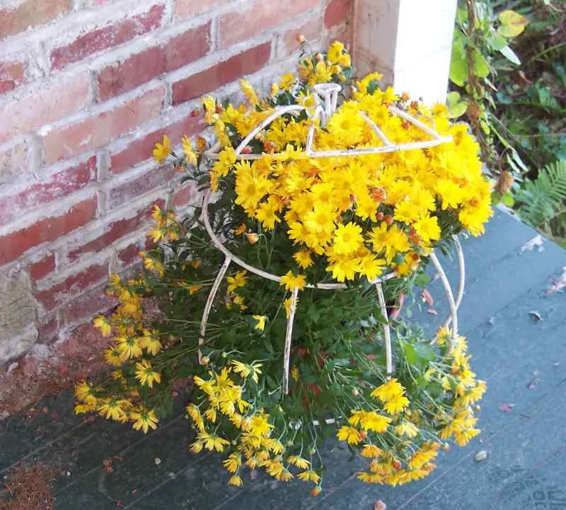 Mum Pumpkins Top Opens Up Set of 3 decorative plants  