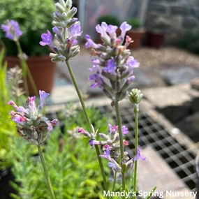 Munstead English Lavender | Lavandula angustifolia traditional flower vase  