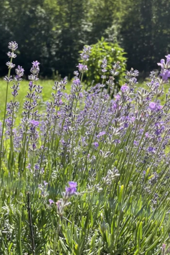 Munstead Lavender Seeds Art Pack