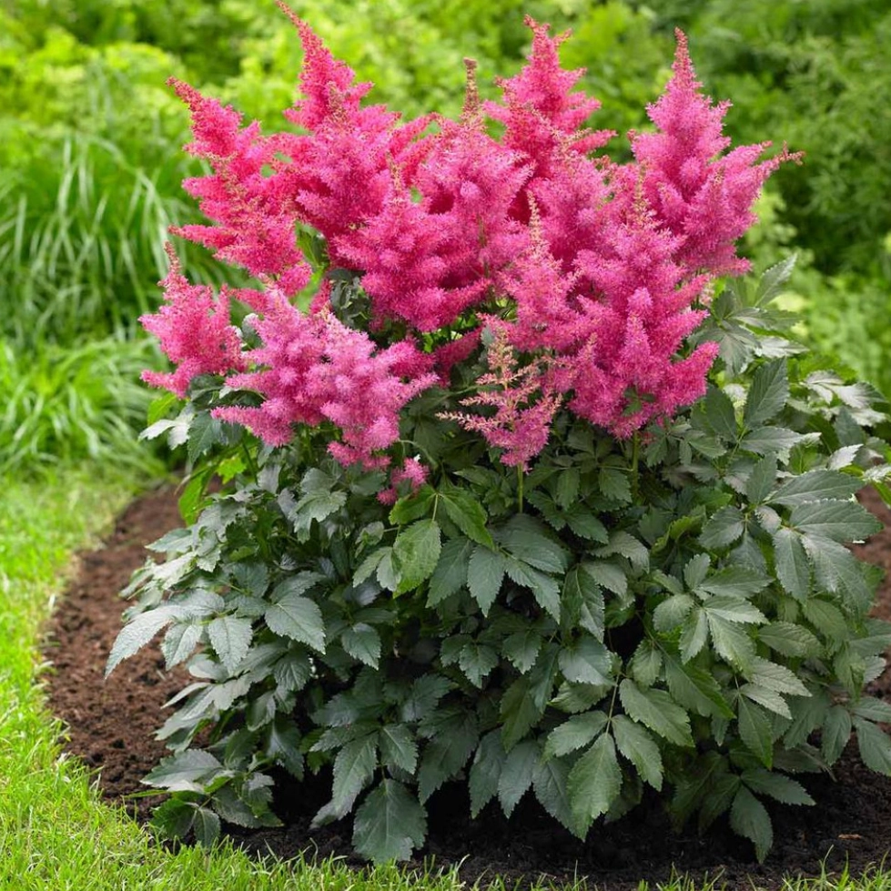 Music Drum & Bass Astilbe | Astilbe chinensis