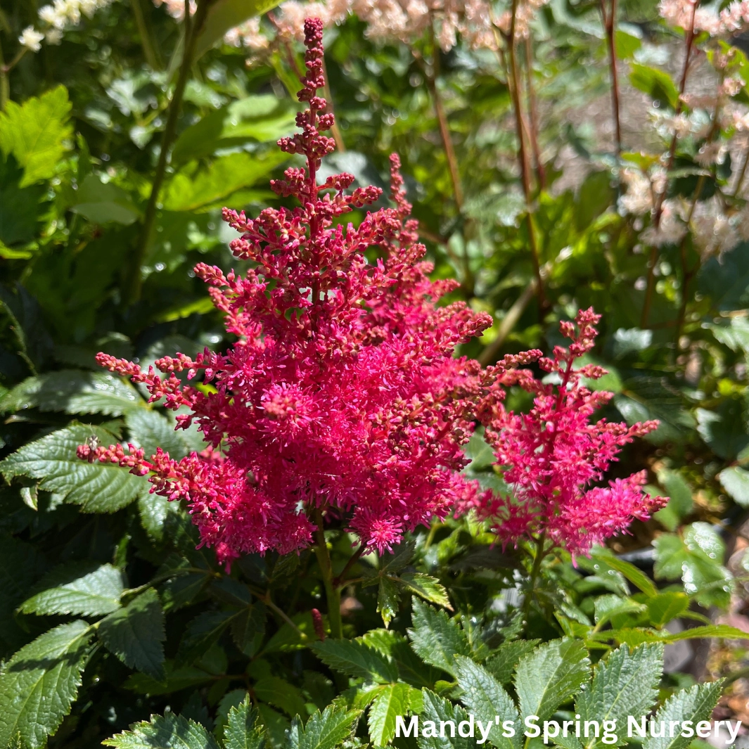 Music Drum & Bass Astilbe | Astilbe chinensis single layer plant shelf  