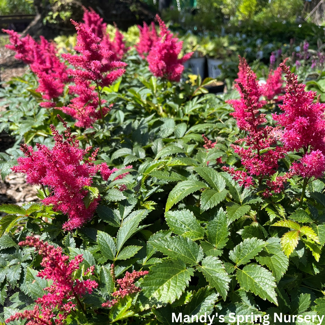 Music Drum & Bass Astilbe | Astilbe chinensis