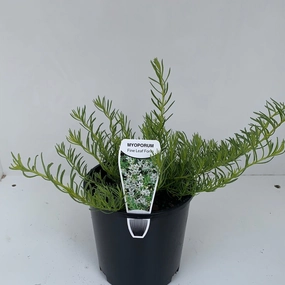 Myoporum parvifolium - fine leaf form White small flower pot  