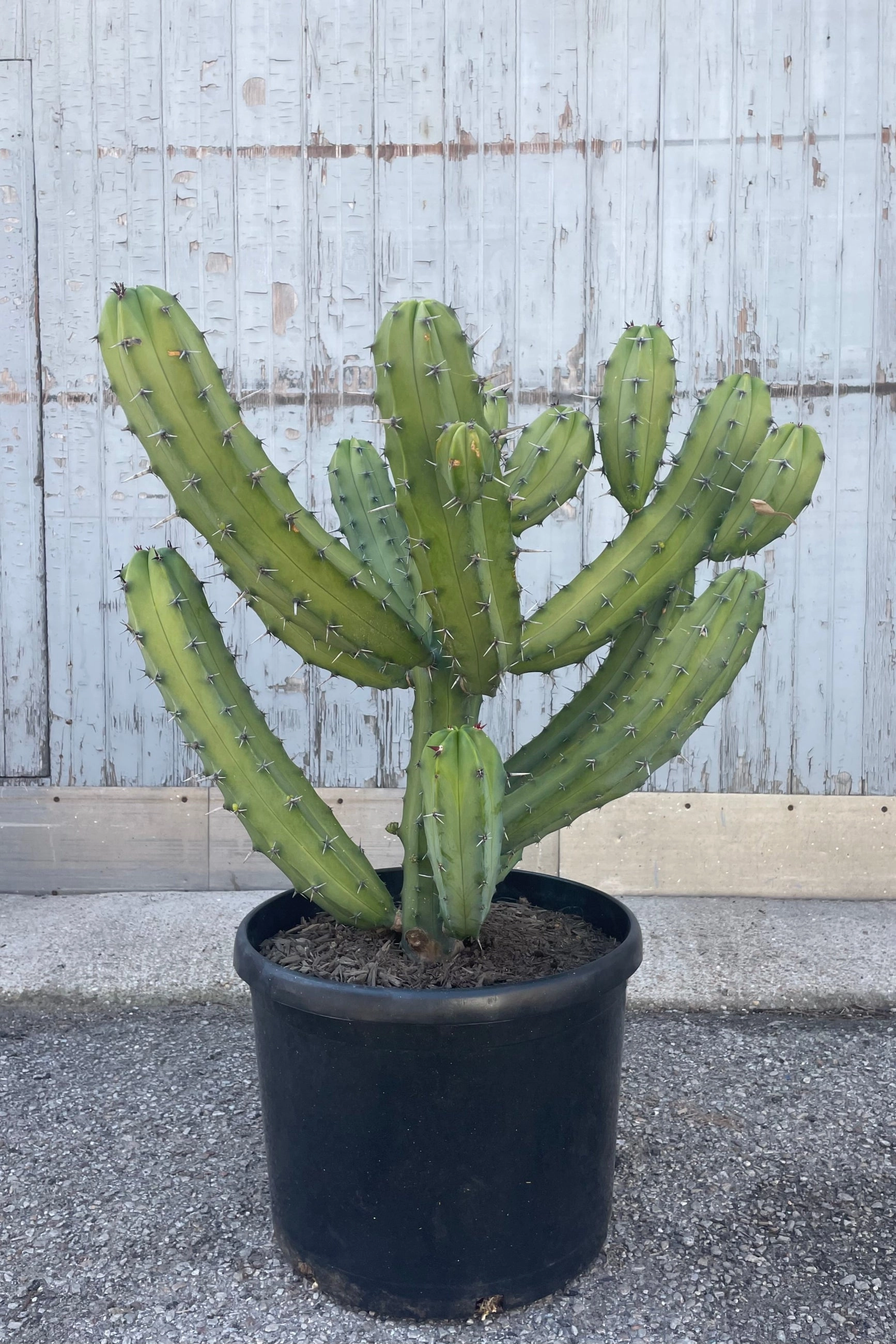 Myrtillocactus geometrizans 14" medium flower pot  