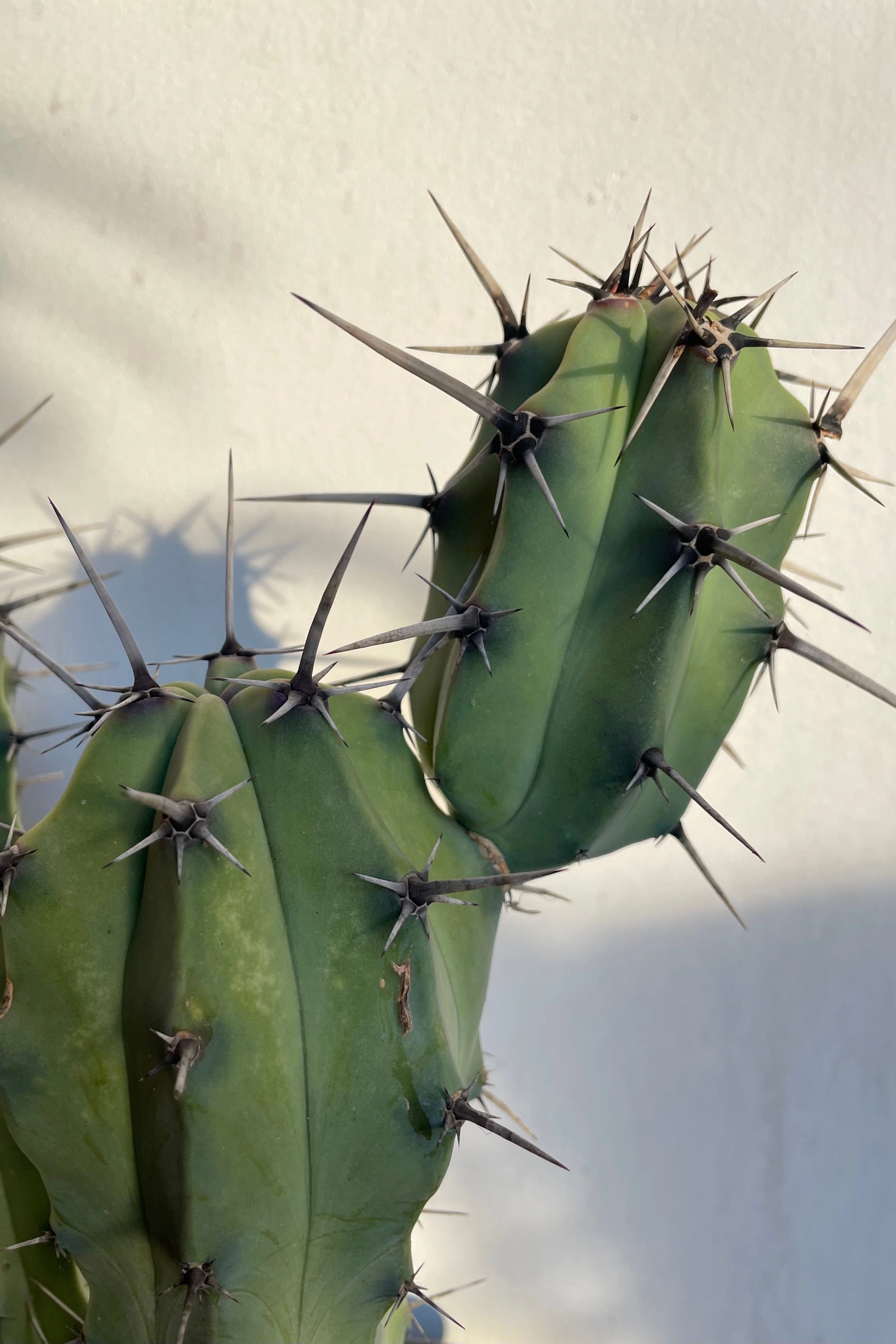 Myrtillocactus geometrizans #5