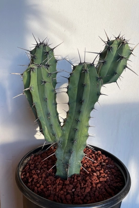 Myrtillocactus geometrizans #5 medium flower pot  