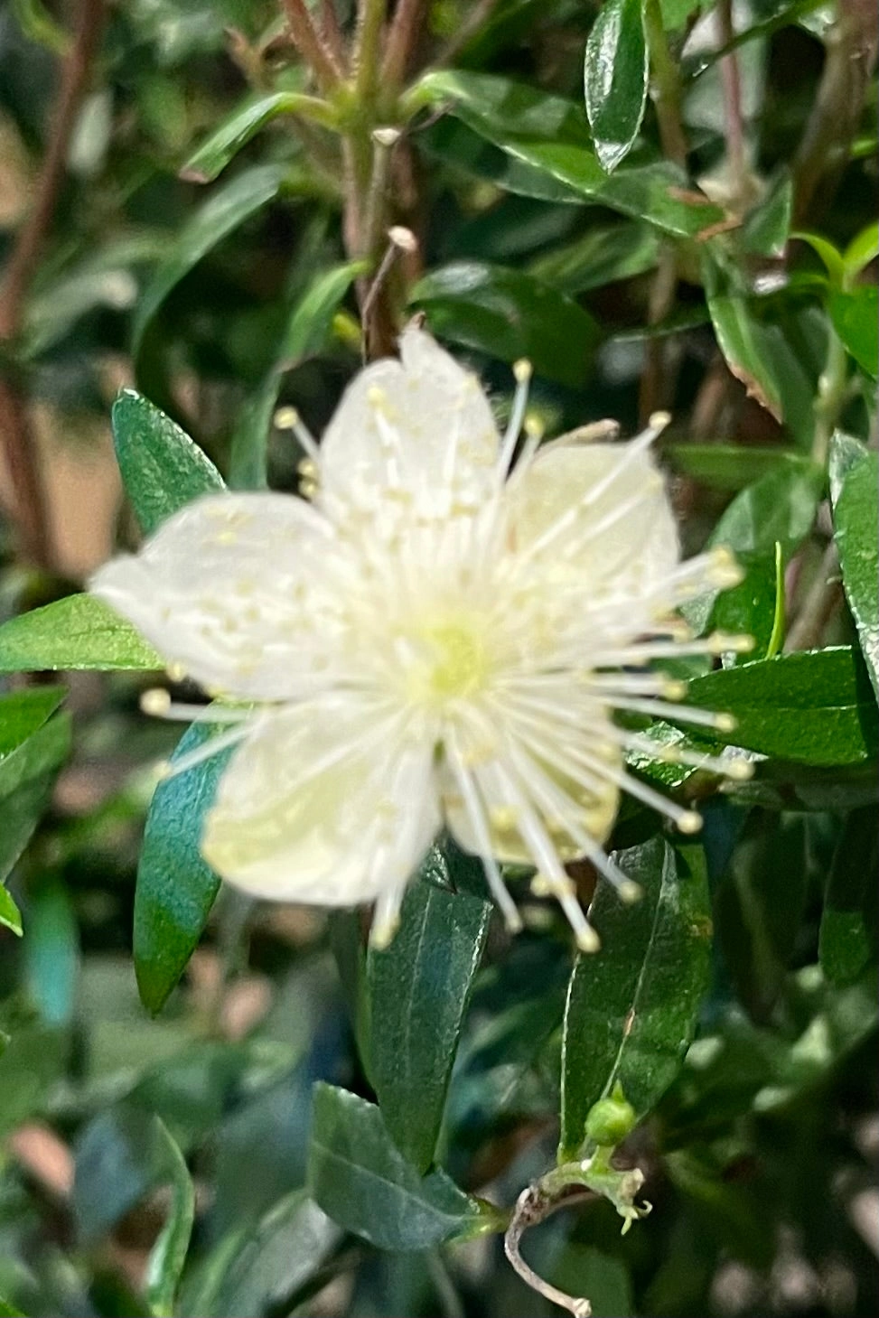 Myrtus communis "Myrtle" 4" standard / topiary