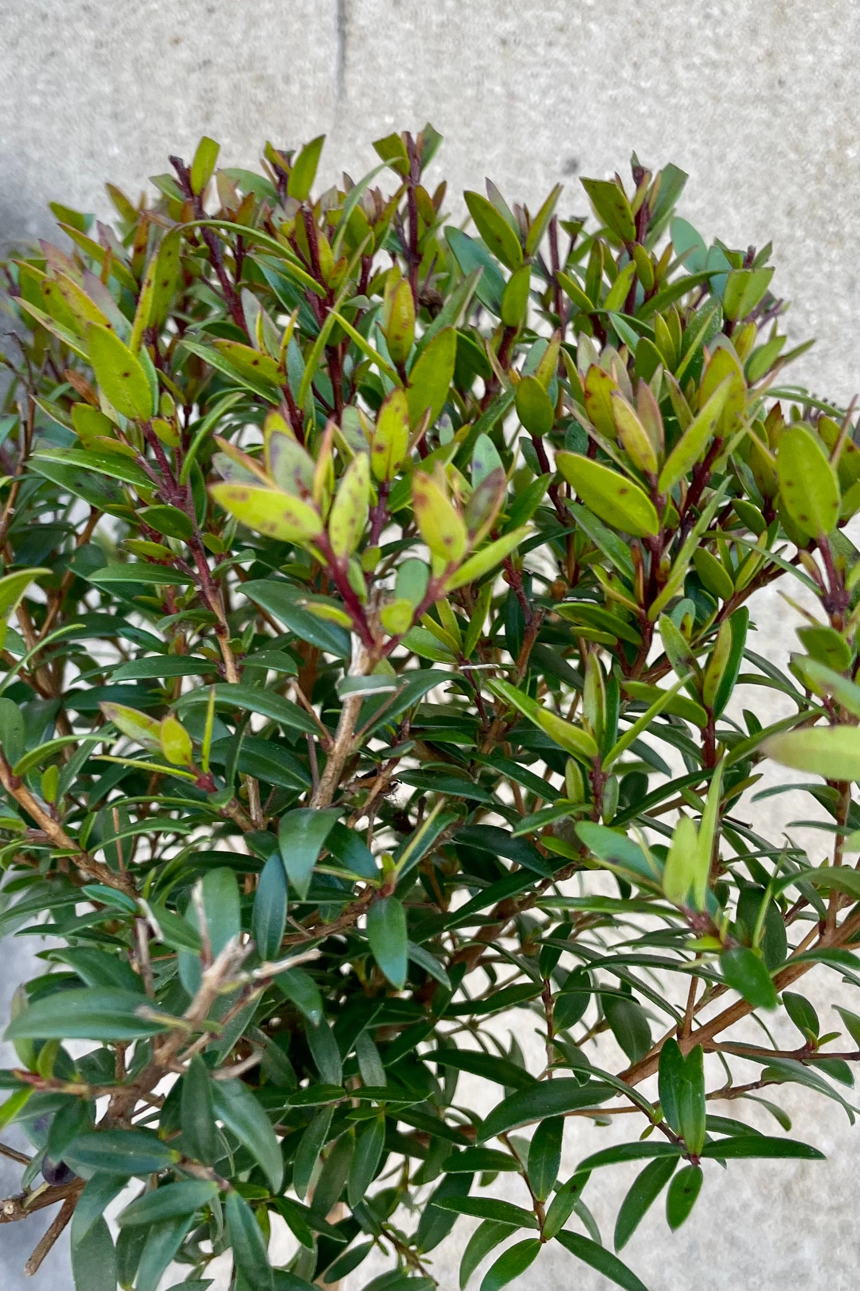 Myrtus communis "Myrtle" 4" standard / topiary medium flower pot  