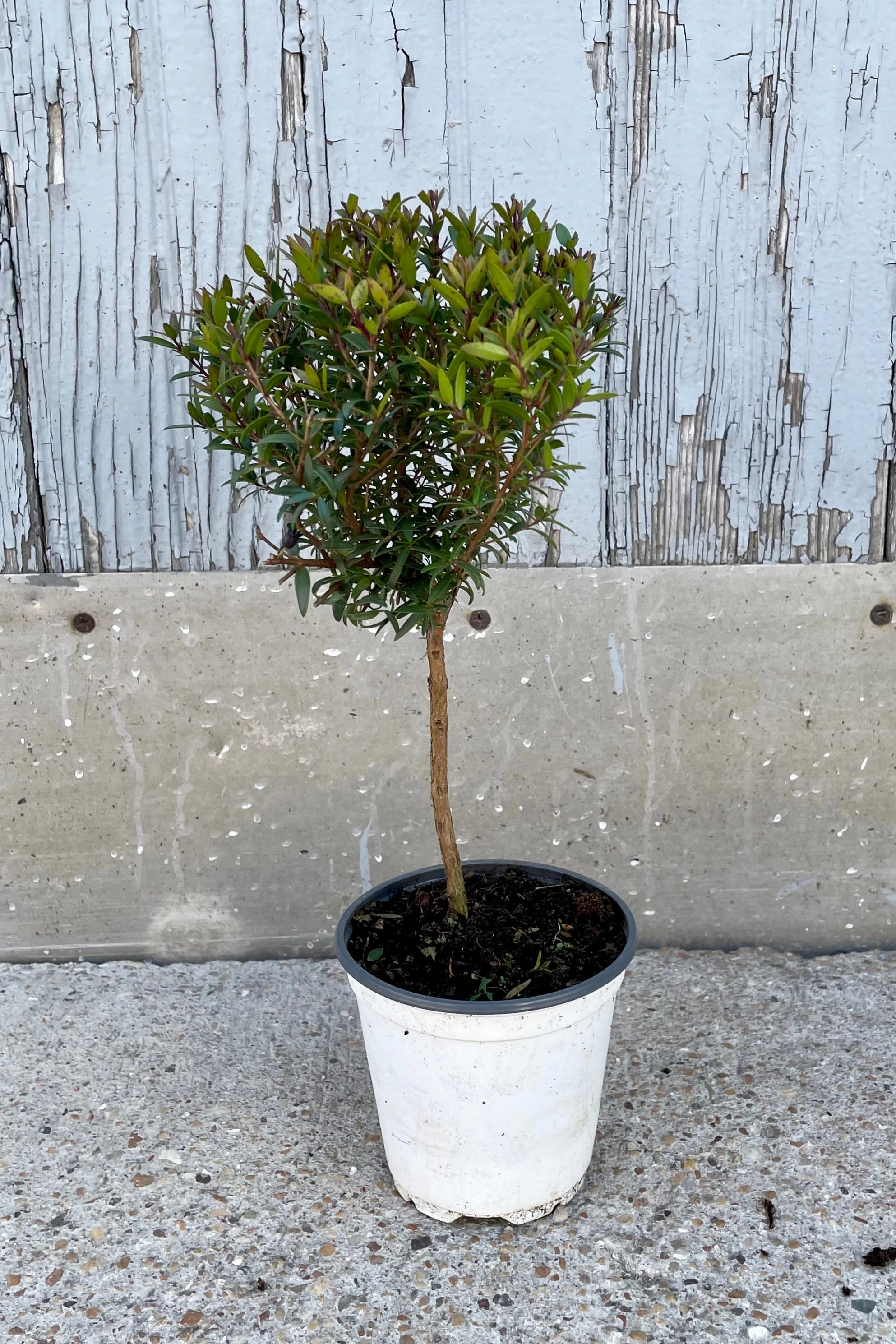 Myrtus communis "Myrtle" 4" standard / topiary