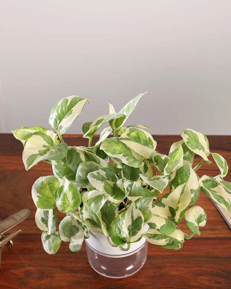 N'joy Money Plant In self Watering Pot