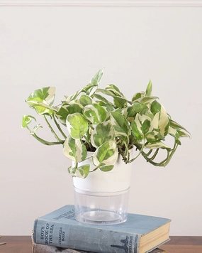 N'joy Money Plant In self Watering Pot medium flower pot  