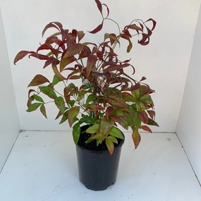 Nandina domestica 'Nana' small flower pot  