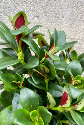 Nematanthus 'Shady Ladies Marlene' 4" medium flower pot  