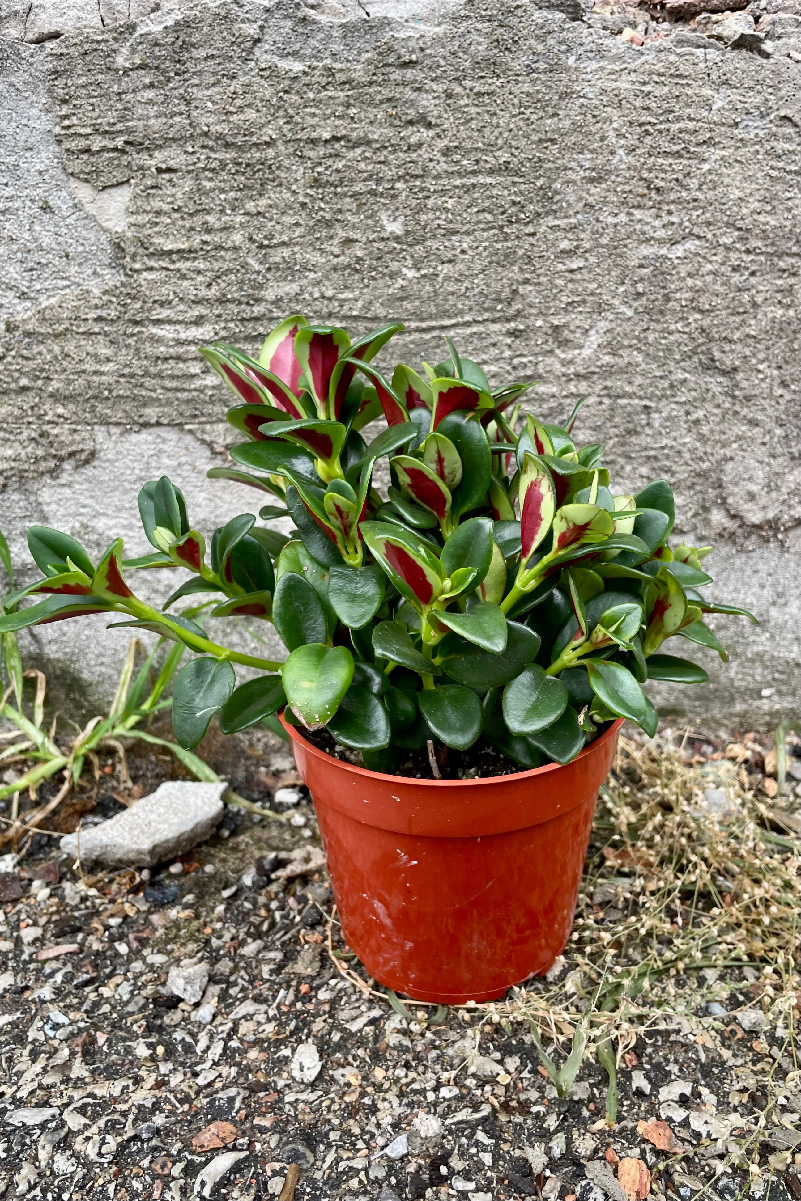 Nematanthus 'Shady Ladies Marlene' 4"