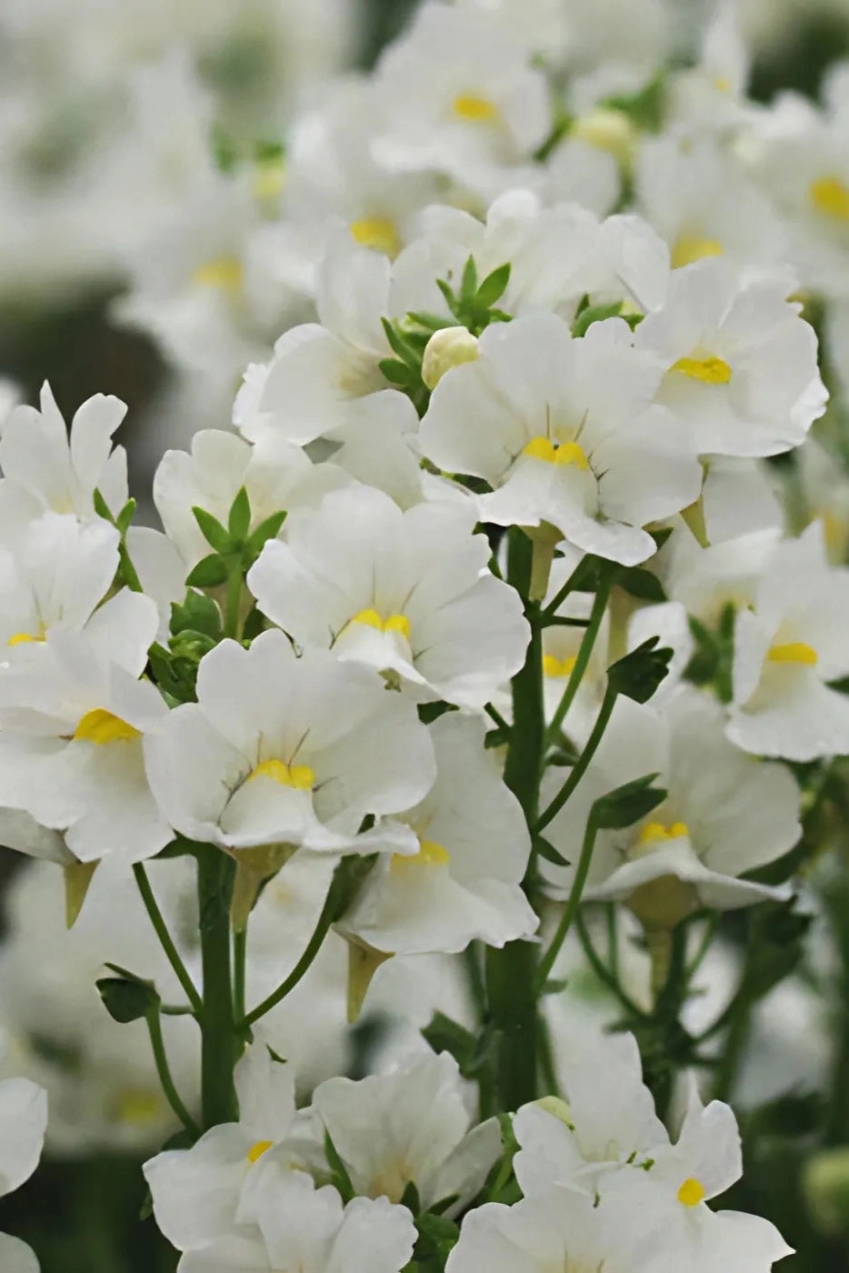 Nemesia (assorted) 4.5"