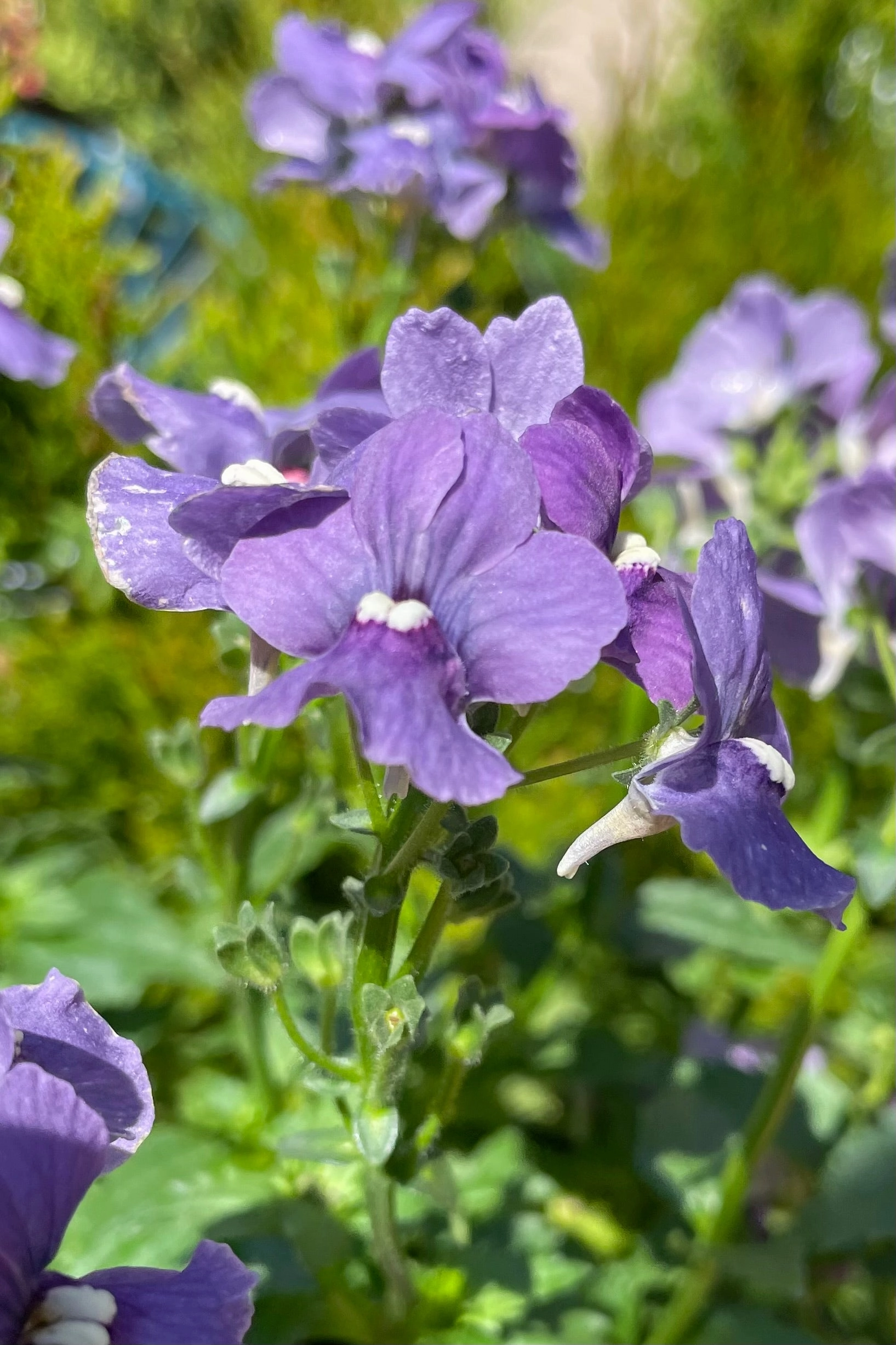 Nemesia (assorted) 4.5"