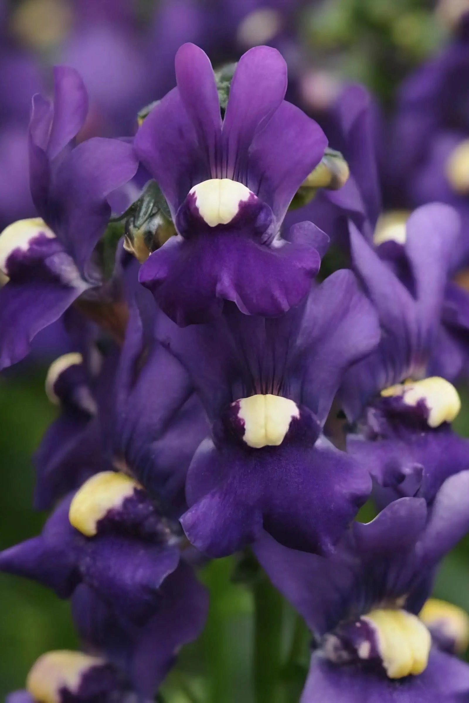 Nemesia (assorted) 4.5"