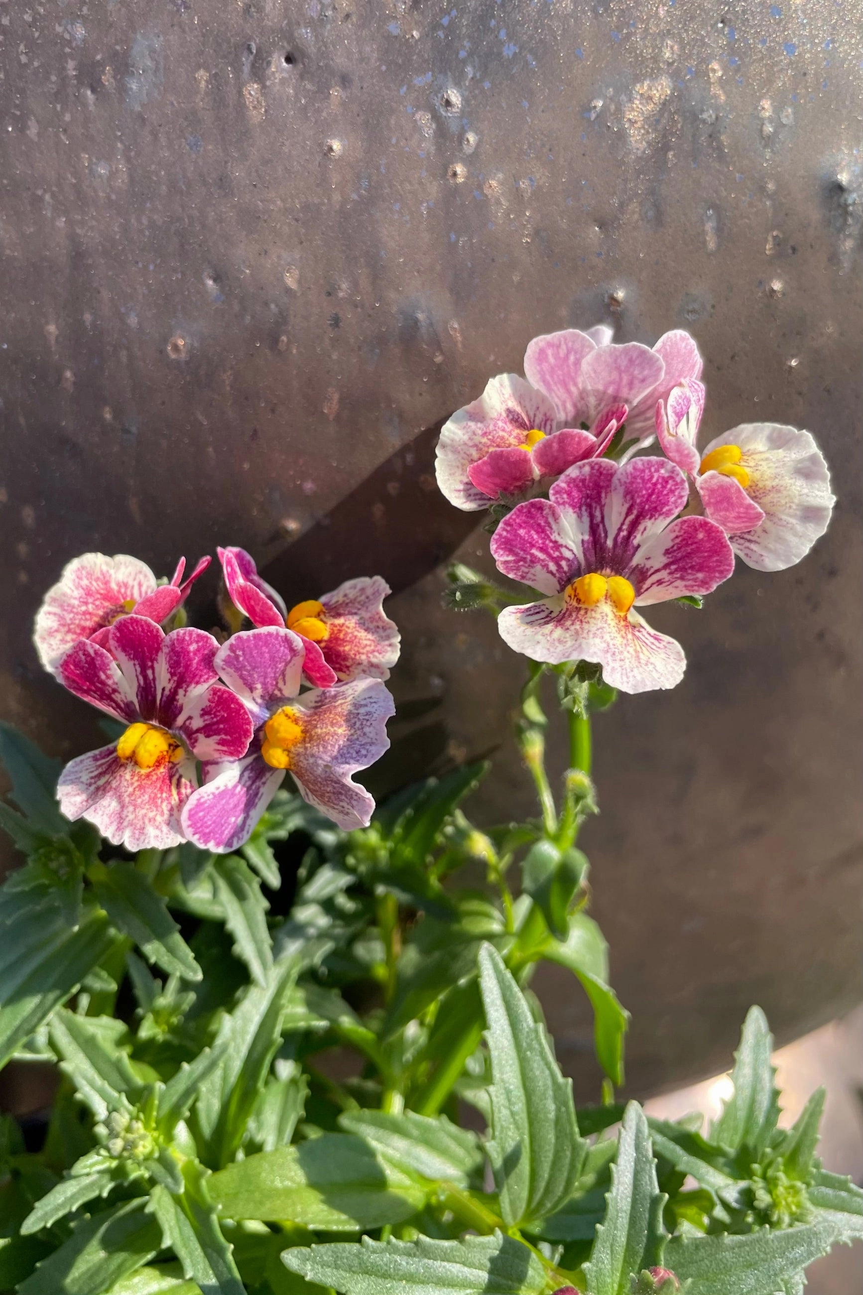 Nemesia (assorted) 4.5"