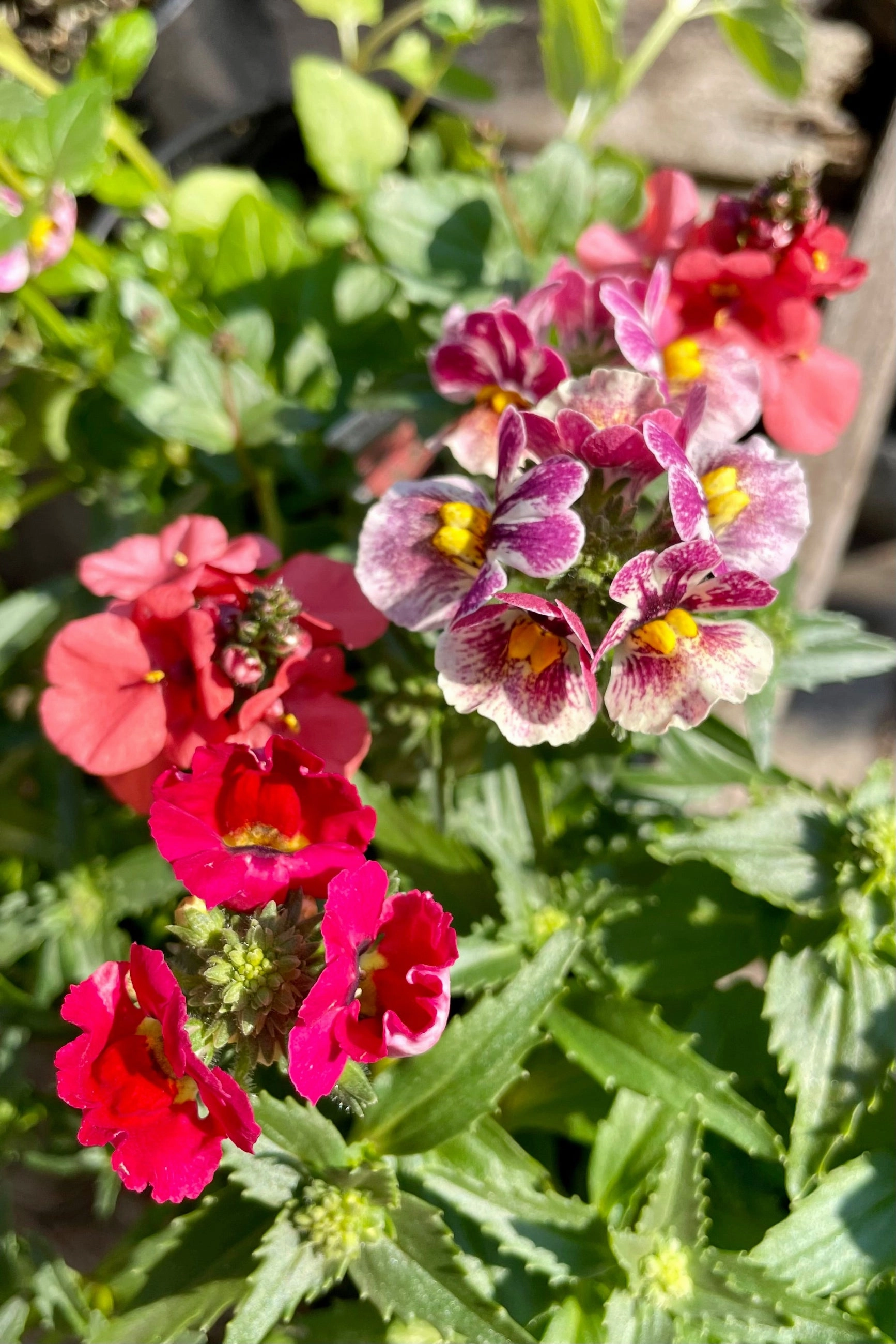 Nemesia (assorted) 4.5"