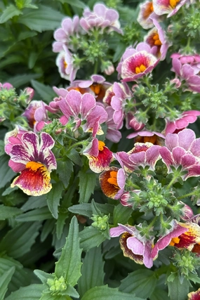 Nemesia (assorted) 4.5" decorative flowerpot  