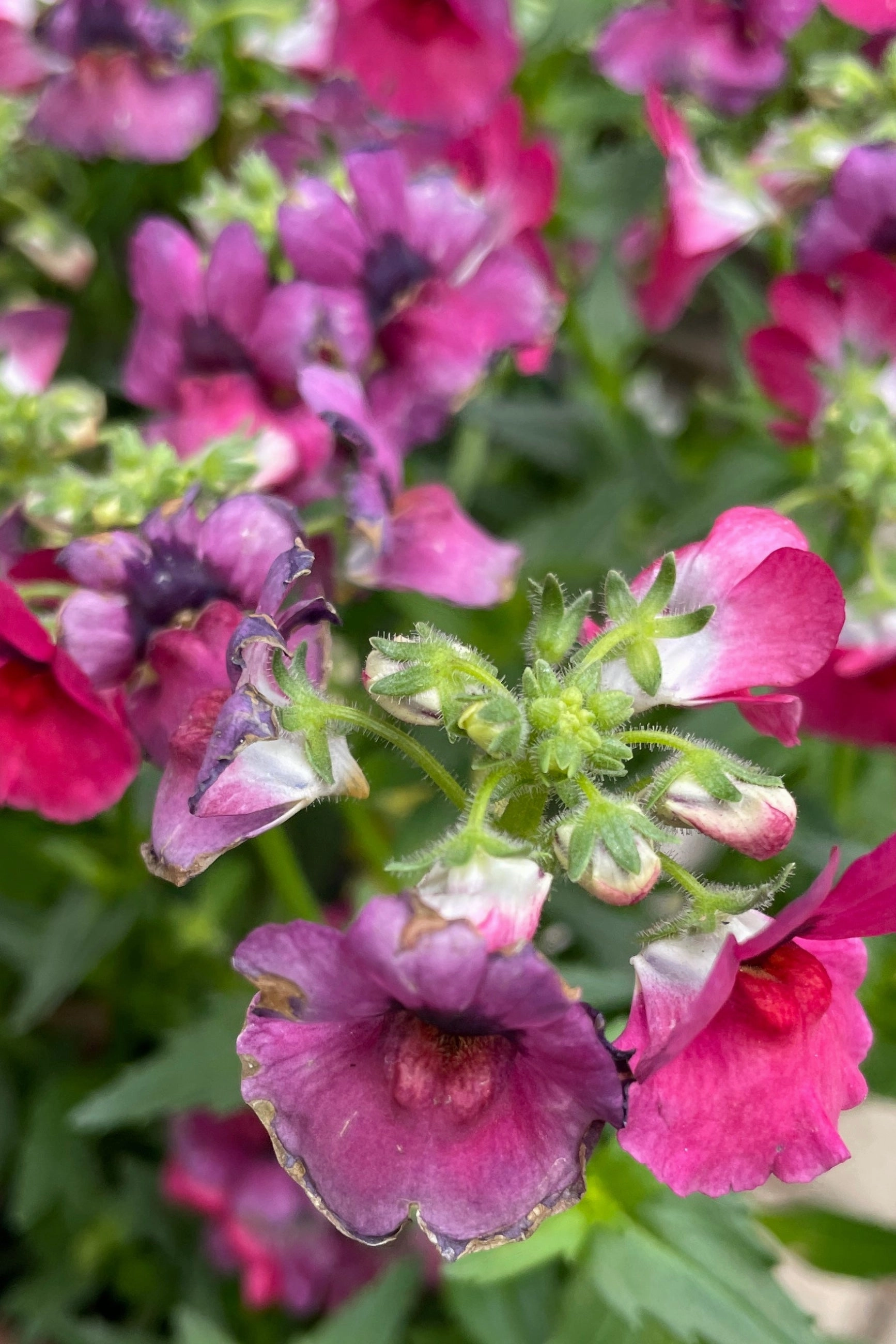 Nemesia (assorted) 4.5"
