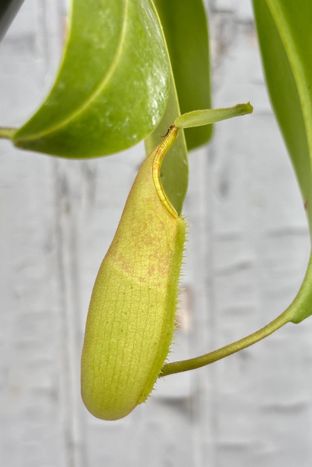Nepenthes sp. "Pitcher Plant" 4"