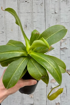 Nepenthes sp. "Pitcher Plant" 4" medium flower pot  