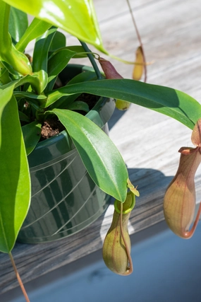 Nepenthes sp. "Pitcher Plant" 6" medium flower pot  