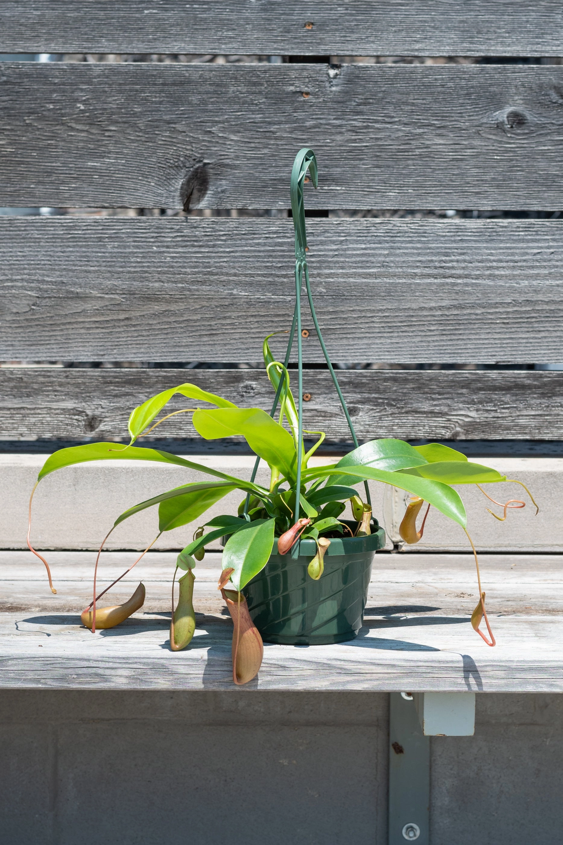 Nepenthes sp. "Pitcher Plant" 6"