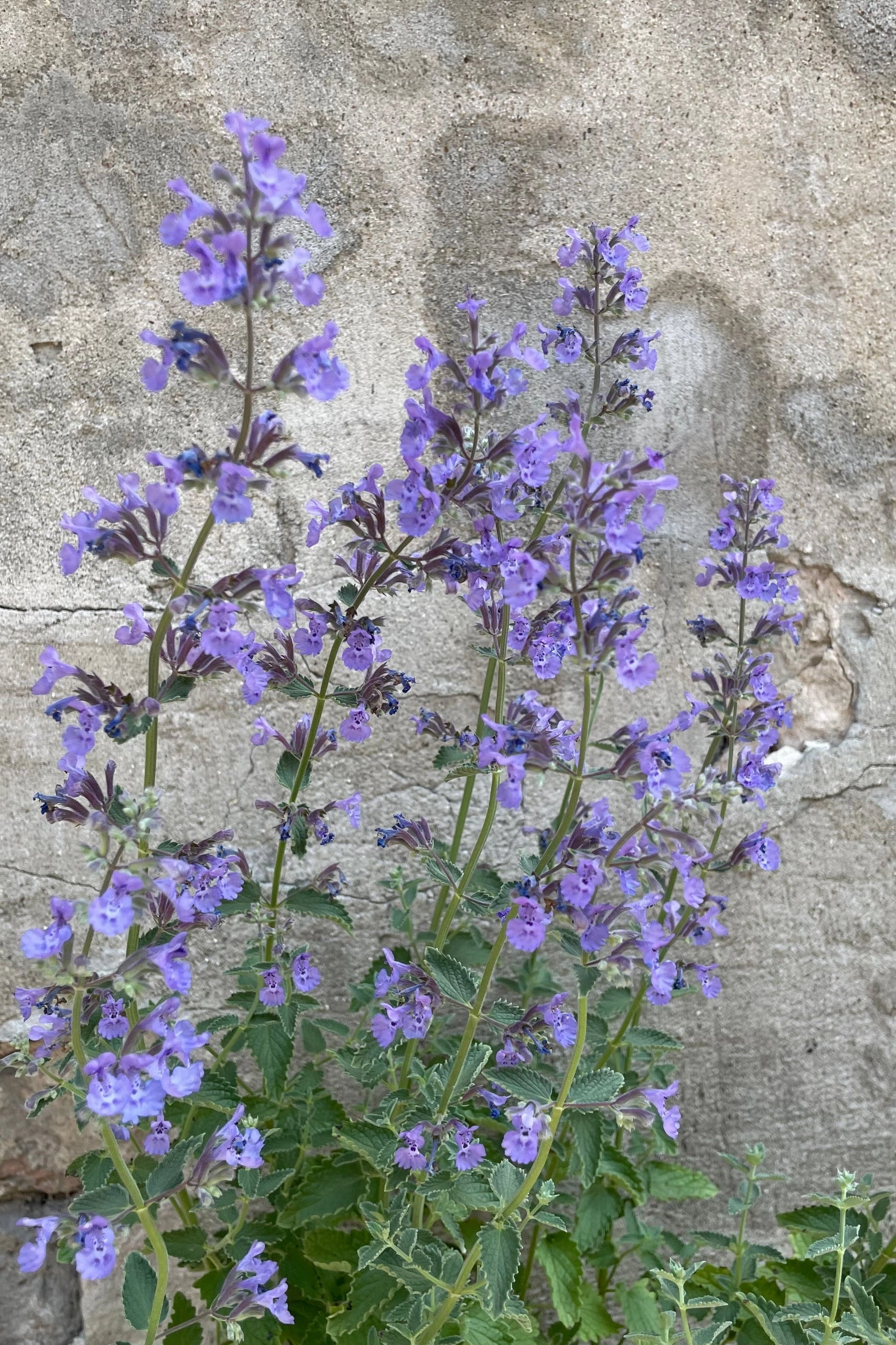 Nepeta f. 'Walkers Low' #1 decorative flowerpot  