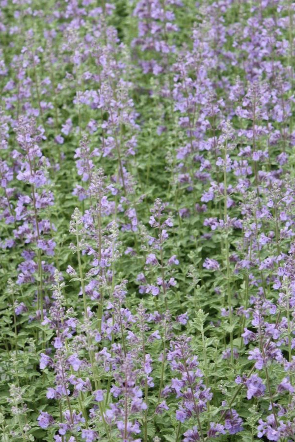 Nepeta f. 'Walkers Low' #1