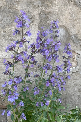 Nepeta f. 'Walkers Low' #1 decorative flowerpot  