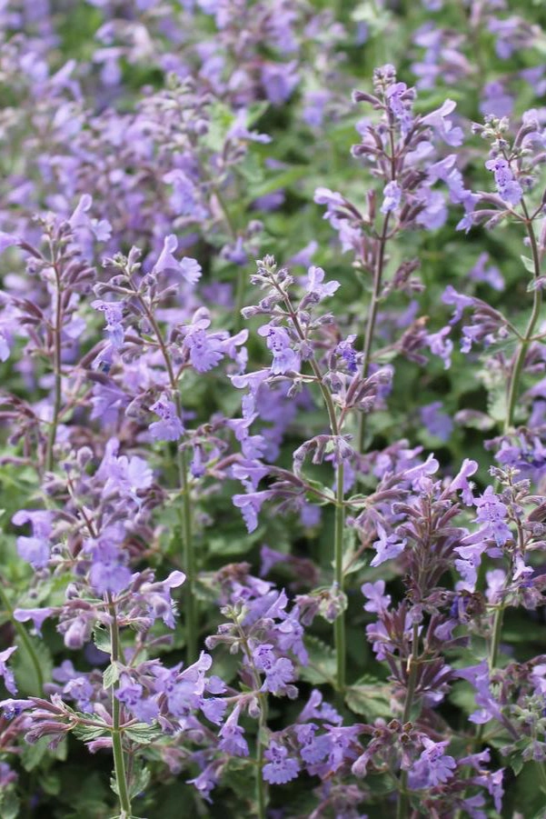Nepeta f. 'Walkers Low' #1