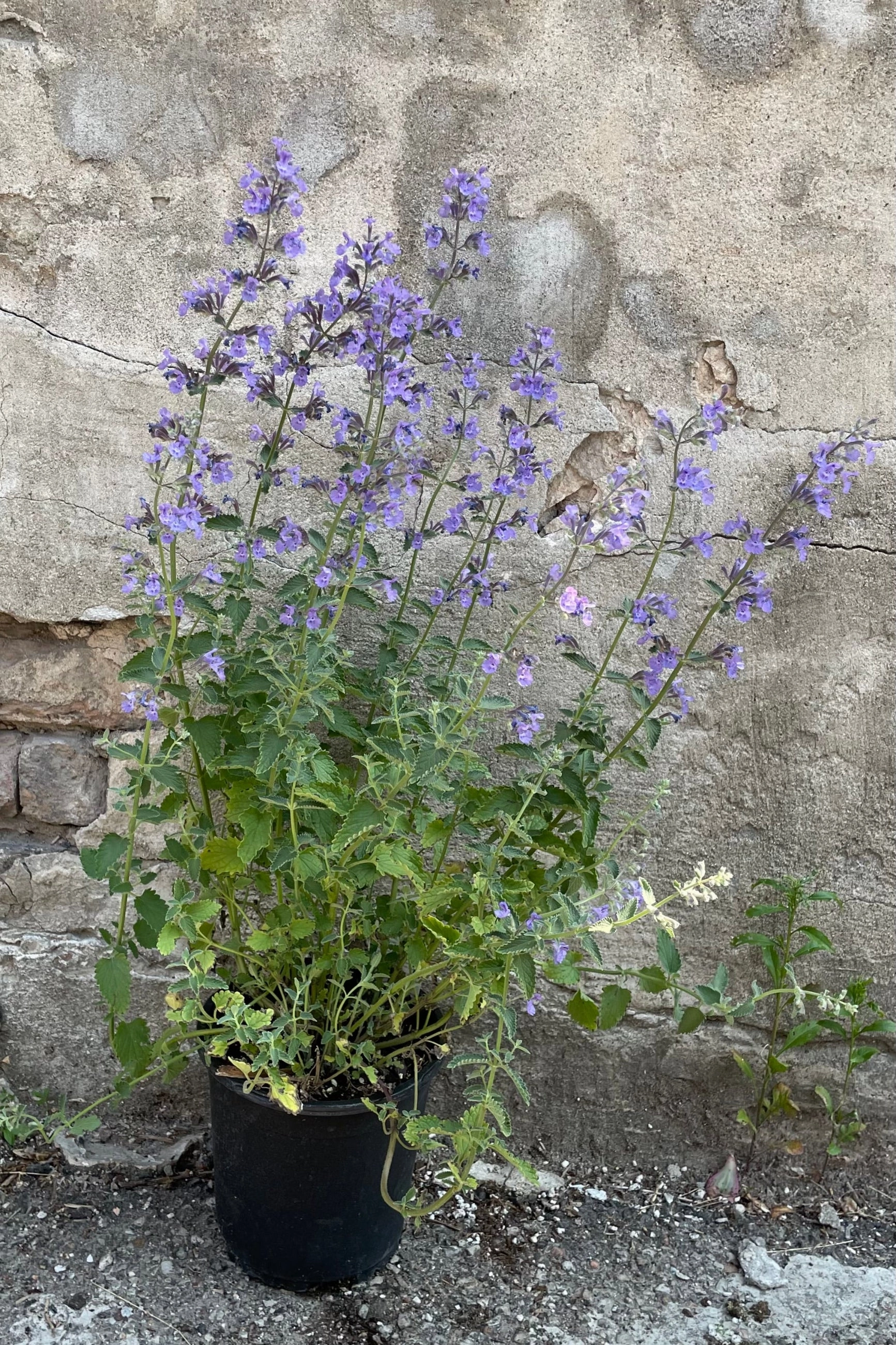 Nepeta f. 'Walkers Low' #1