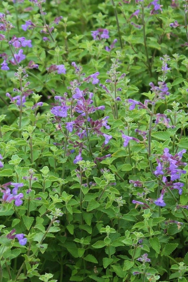 Nepeta faassenii 'Kit Cat' 1qt decorative flowerpot  