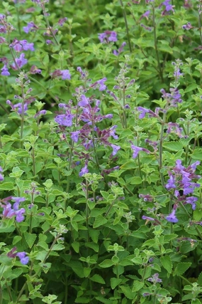 Nepeta faassenii 'Kit Cat' 1qt decorative flowerpot  