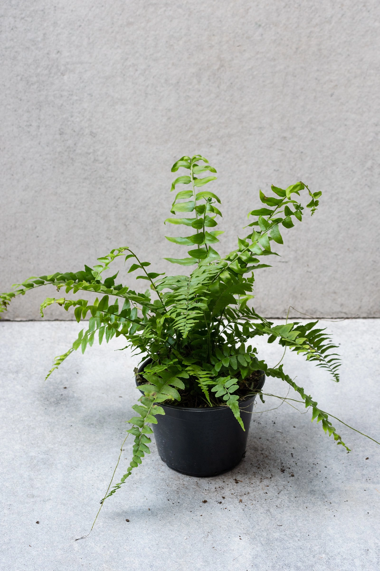 Nephrolepis biserrata 'Macho' 6"
