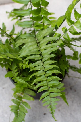 Nephrolepis biserrata 'Macho' 6" medium flower pot  