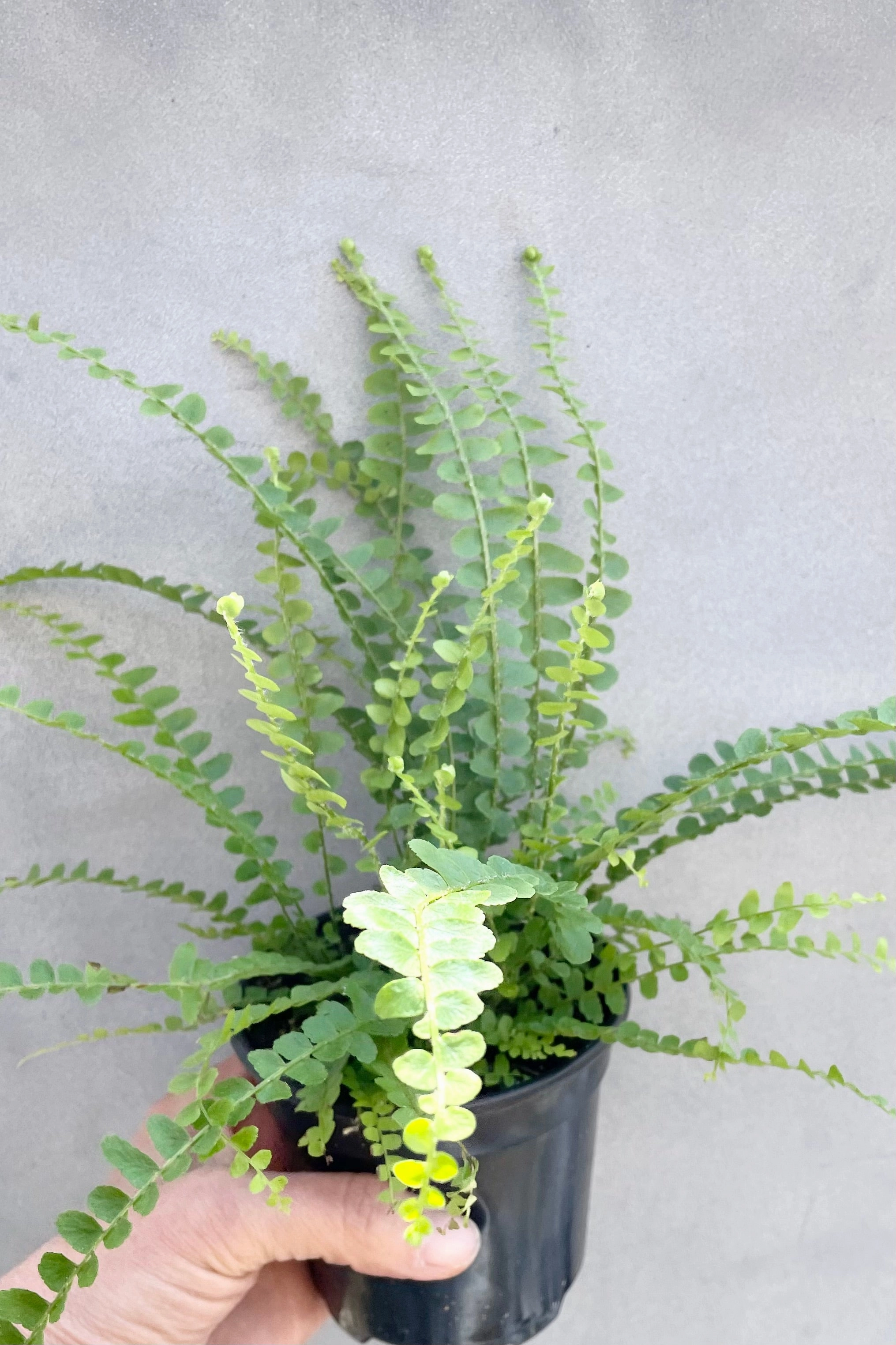 Nephrolepis cordifolia 'Duffii' "Lemon Button" 4"