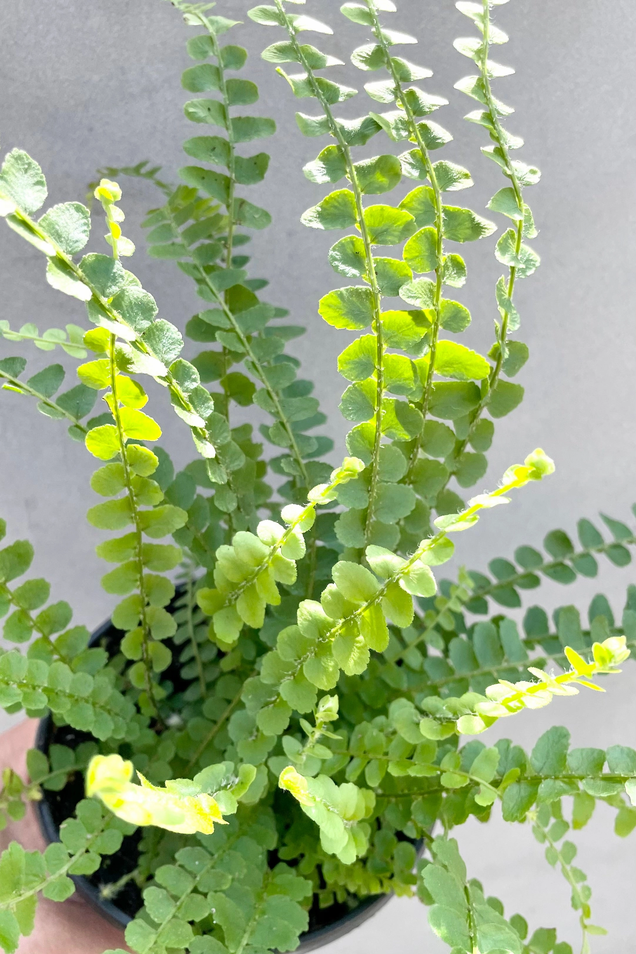 Nephrolepis cordifolia 'Duffii' "Lemon Button" 4" medium flower pot  