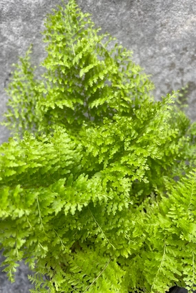 Nephrolepis exaltata 'Smithii' "Cotton Candy Fern" 4" medium flower pot  