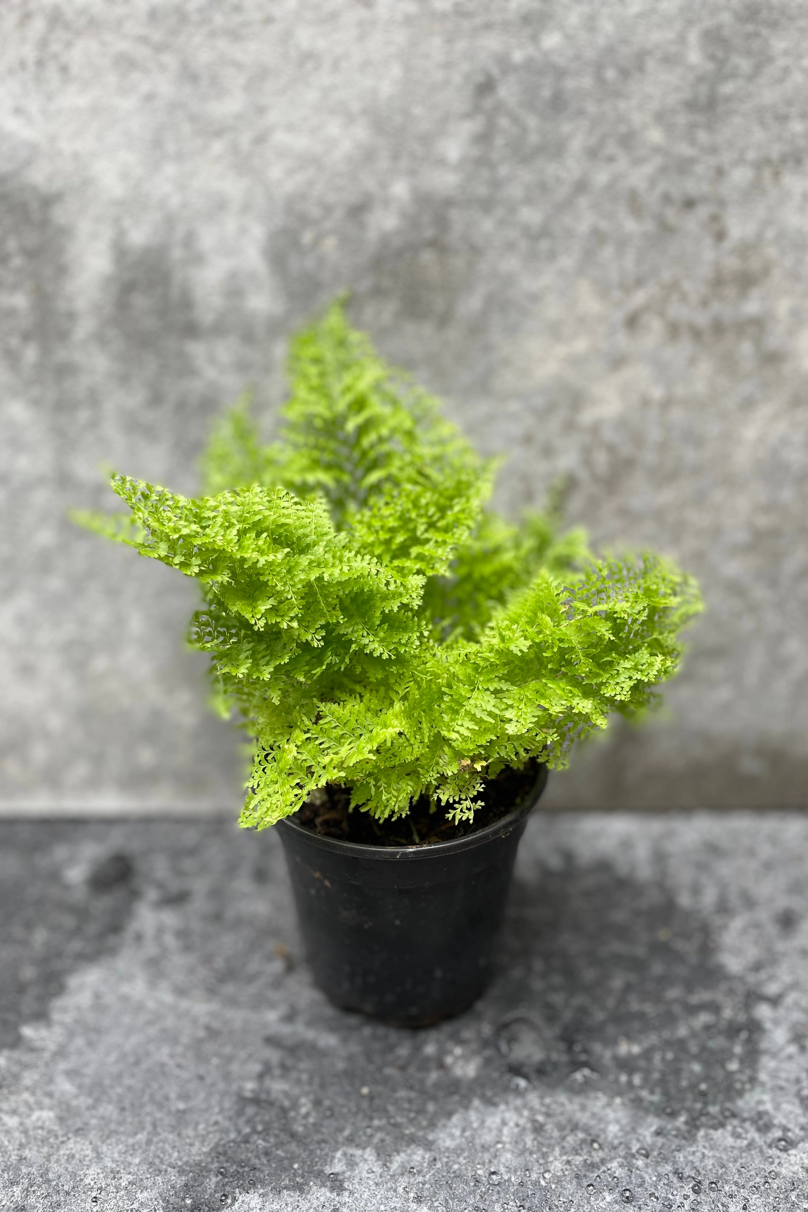 Nephrolepis exaltata 'Smithii' "Cotton Candy Fern" 4"