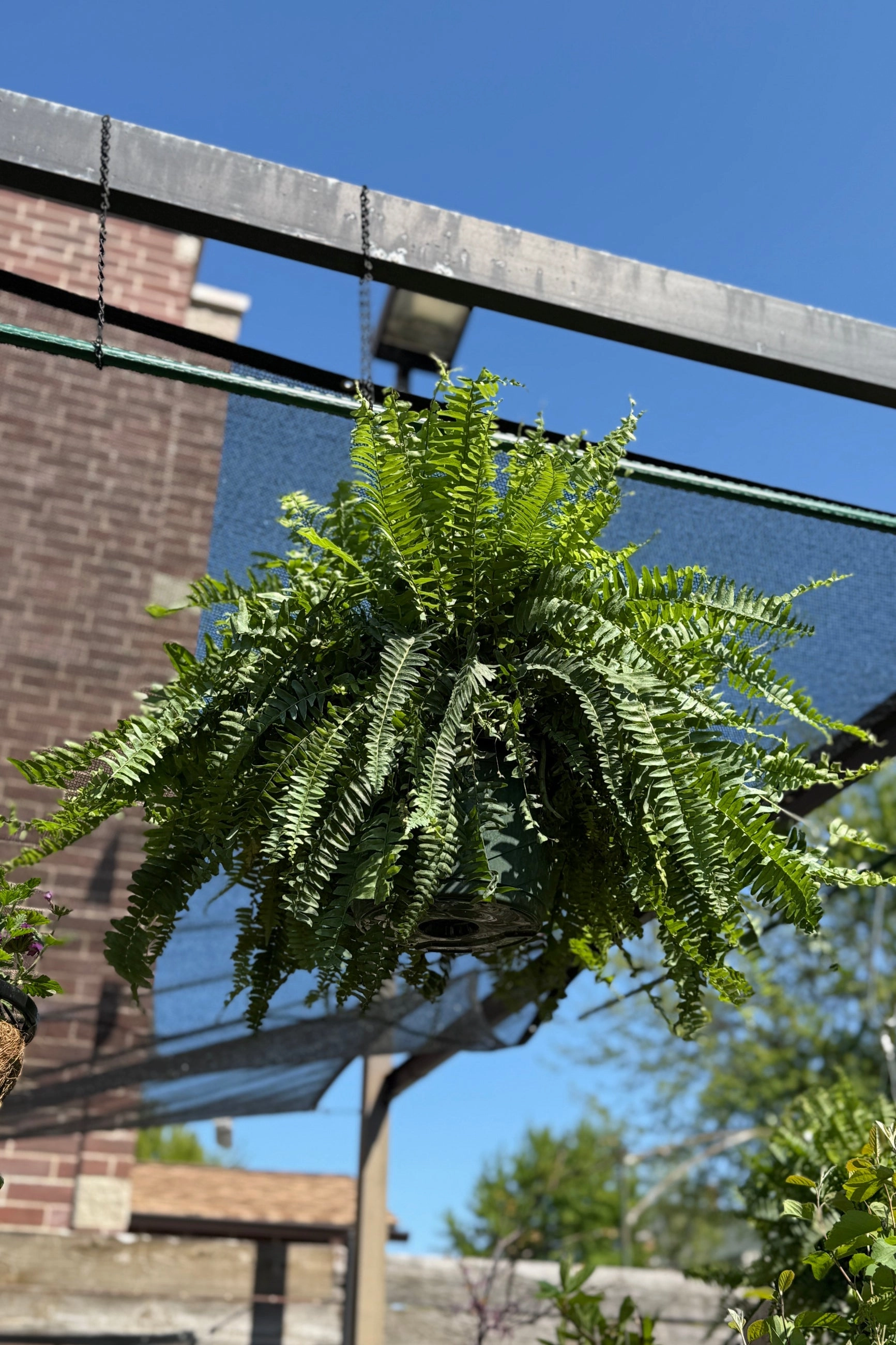 Nephrolepis exaltata "Boston Fern" 10" hb