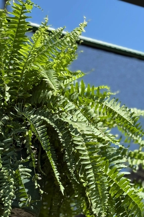 Nephrolepis exaltata "Boston Fern" 10" hb decorative flowerpot  
