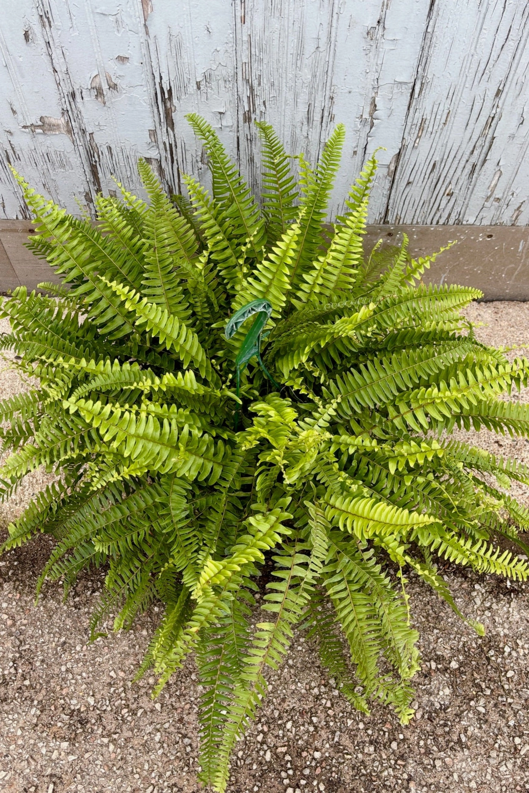 Nephrolepis exaltata "Boston Fern" 8"